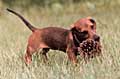 Pet lovers will care for your pets